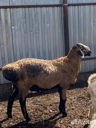 Эдильбаевские бараны