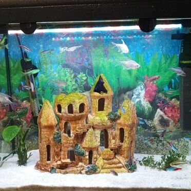 Аквариум с рыбками и оборудованием
