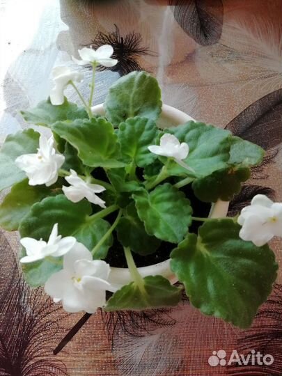 Комнатные растения цветы