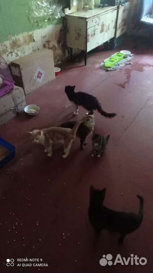 Собака и кошки