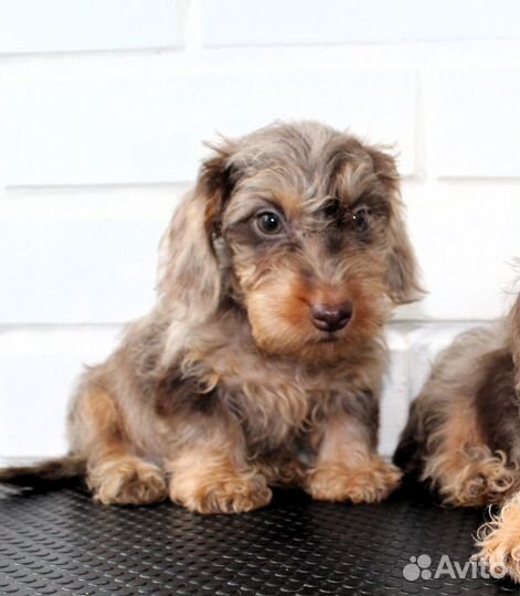 Такса жесткошерстная кроличья махонькая