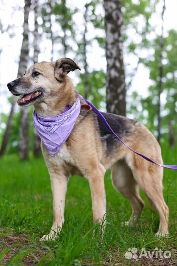 Собака в добрые руки