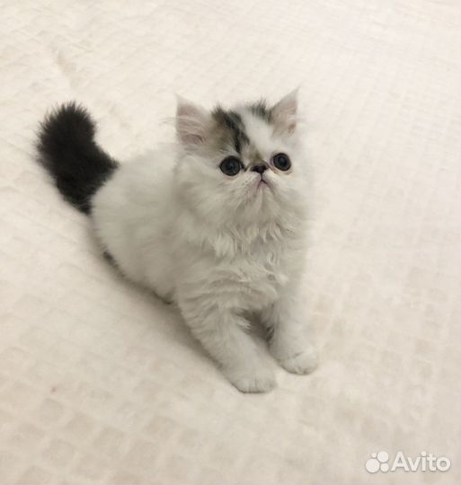 Экзотические котята