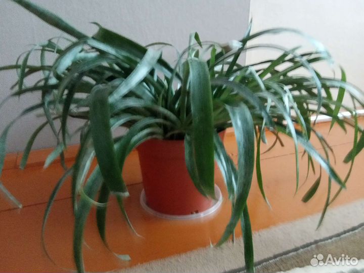 Дефенбахия и другие комнатные цветы