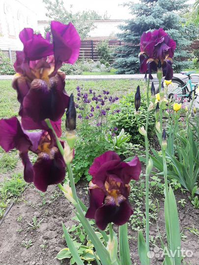 Ирисы сортовые