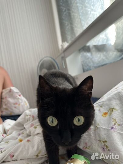 Отдам кота в добрые руки