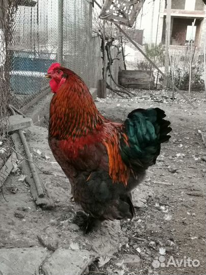 Петух брама