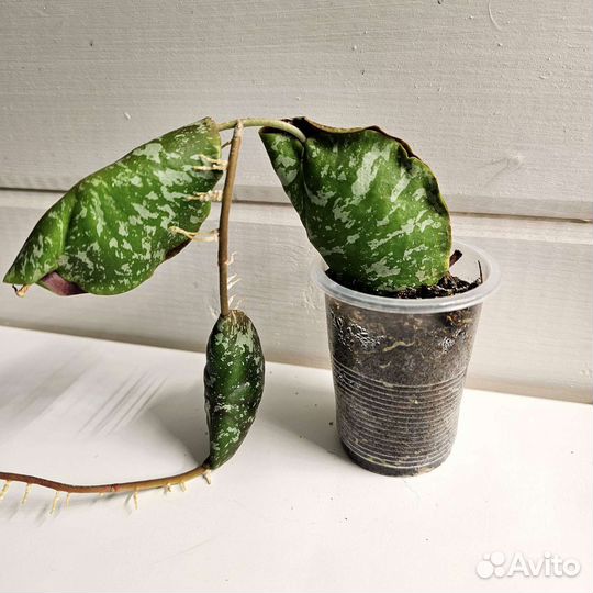 Хойи сортовые черенки с корешками