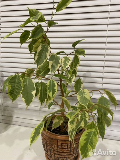 Комнатные растения