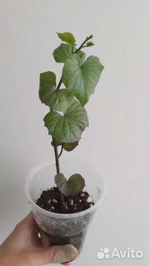 Батат рассада