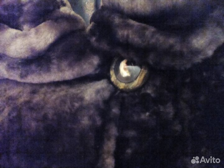 Мутоновая шуба р.68/170 шоколад Золотое Руно