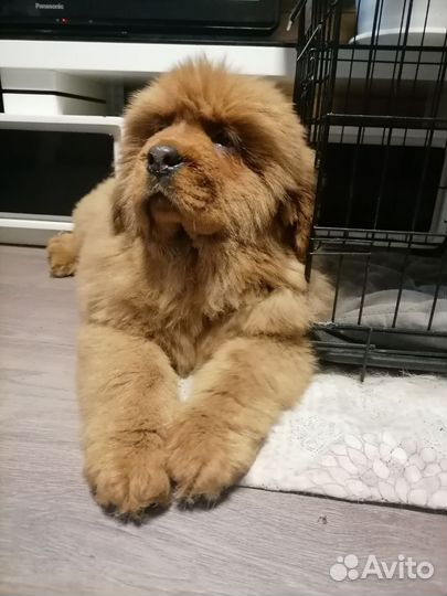 Тибетский мастиф