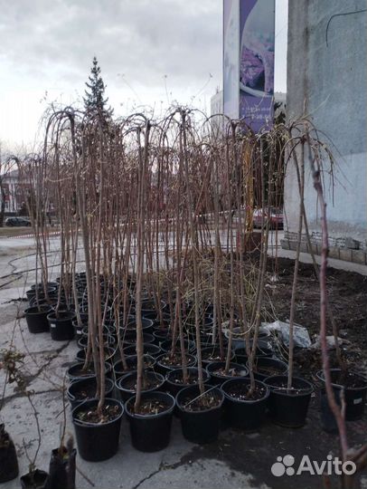 Саженцы плодовых деревьев и декоративных растений