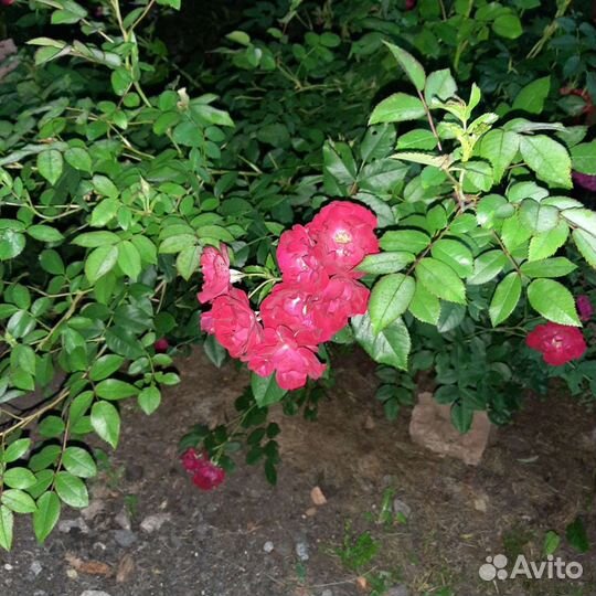 Роза кустовая английская Толстовка посадки и др