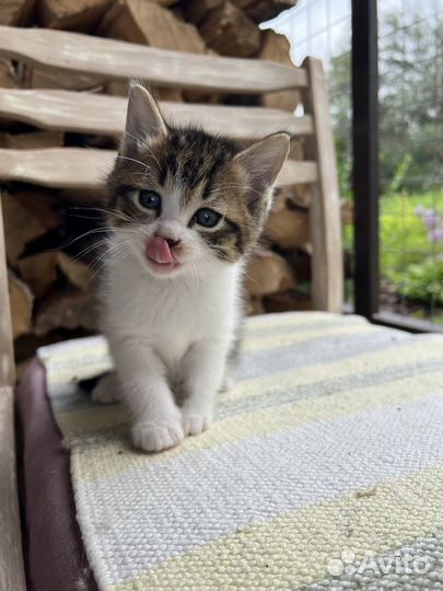 Котята -котики в добрые руки