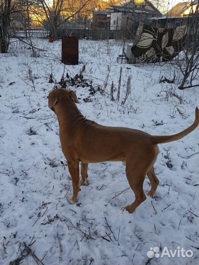 Амстафф вязка