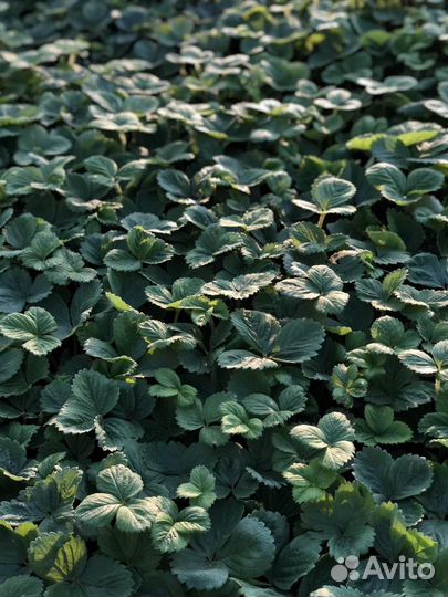 Рассада клубники