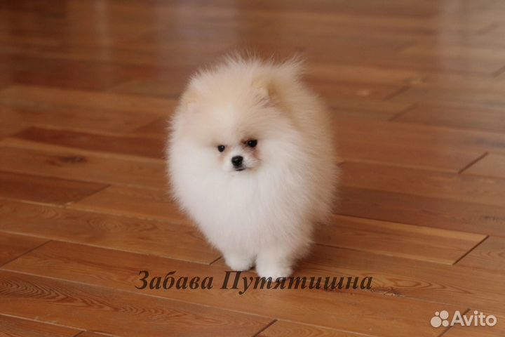 Шпиц шикарный мишка