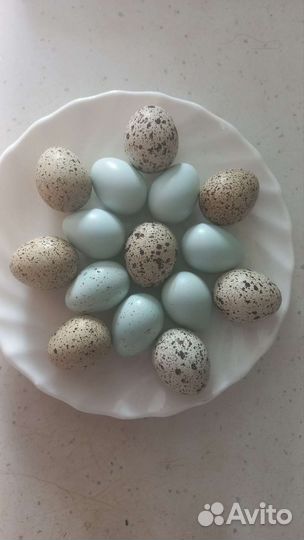 Яйца перепелиные домашние и инкубационные