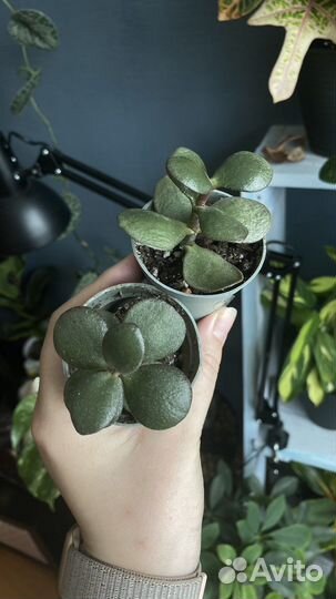 Молочай, денежное дерево