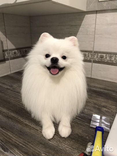 Вязка померанчкий шпиц белый