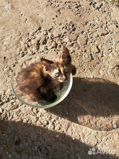 Милый котенок ищет дом