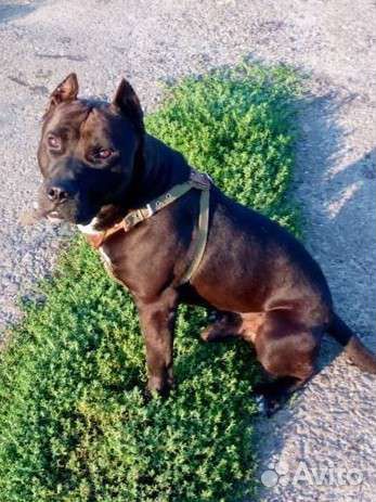 Питбуль вязка