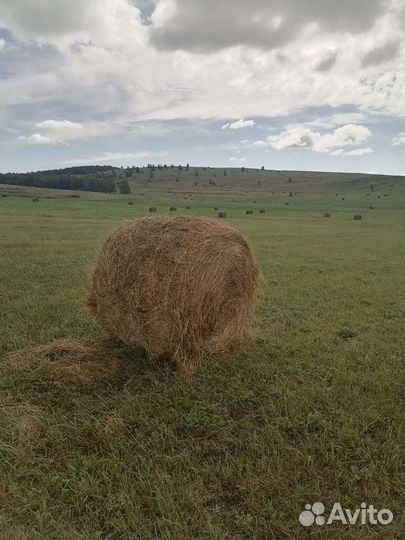 Продам сено в рулонах