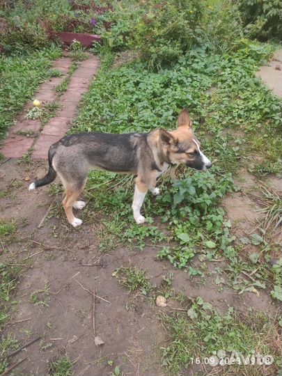 Собака в добрые руки