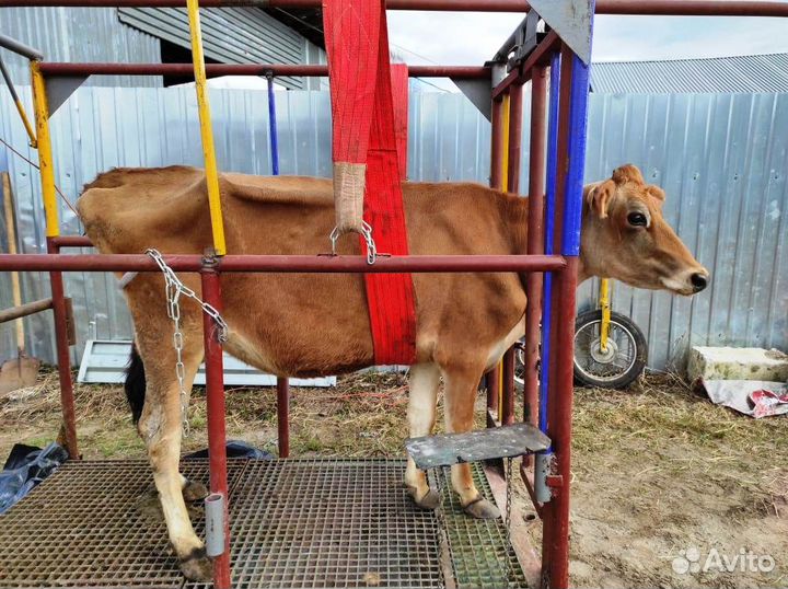 Обрезка копыт крс