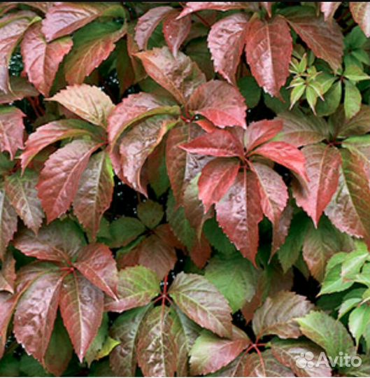 Девичий виноград пятилисточковый