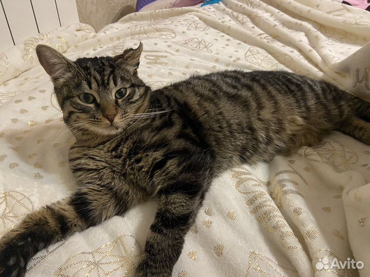 Котик в добрые руки