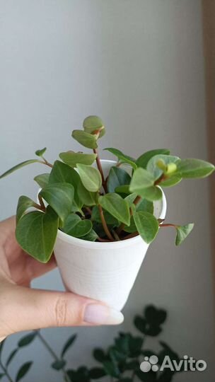 Домашние комнатные цветы