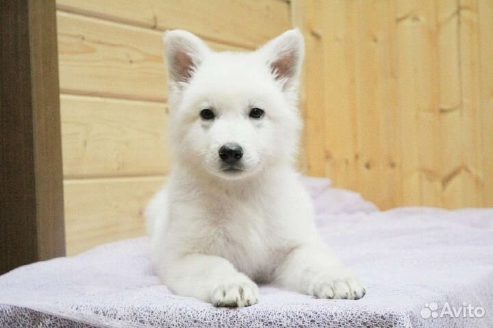 Щенок Белая Швейцарская овчарка