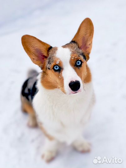 Собака корги с голубыми глазами для съемки