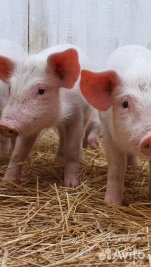 Поросята ландрас