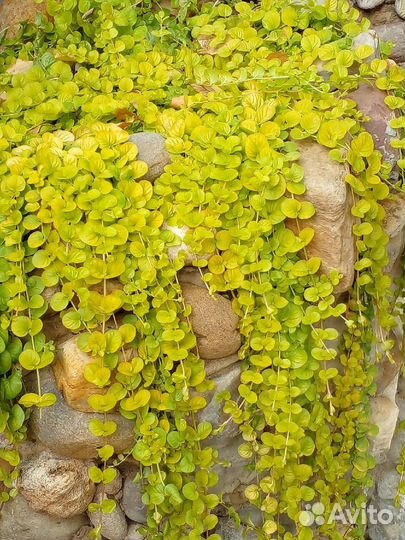 Вербейник монетчатый ауреа