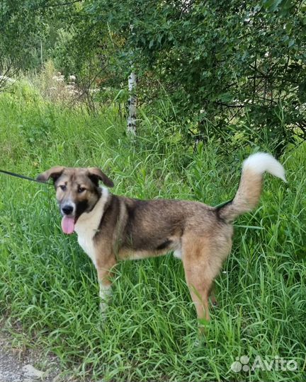 Молодой пёс в дар