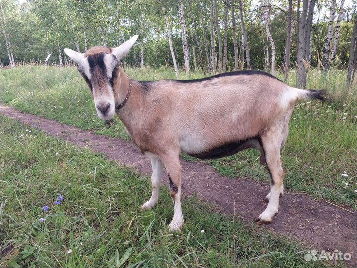 Коза альпийская
