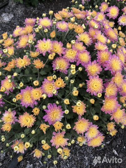 Хризантема