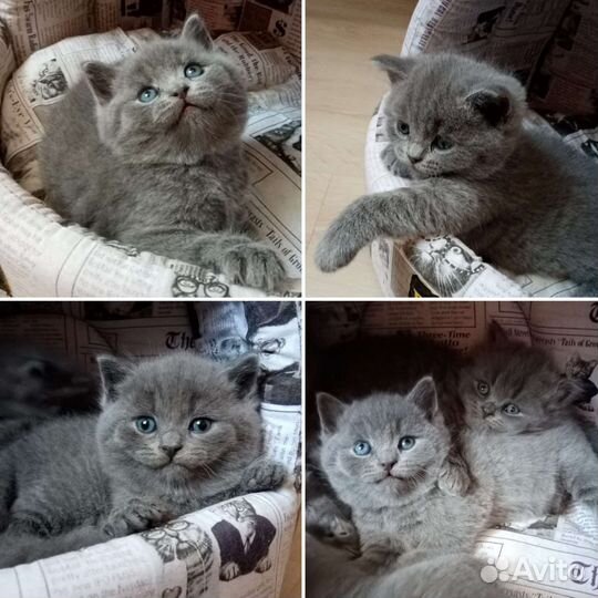 Британец вязка