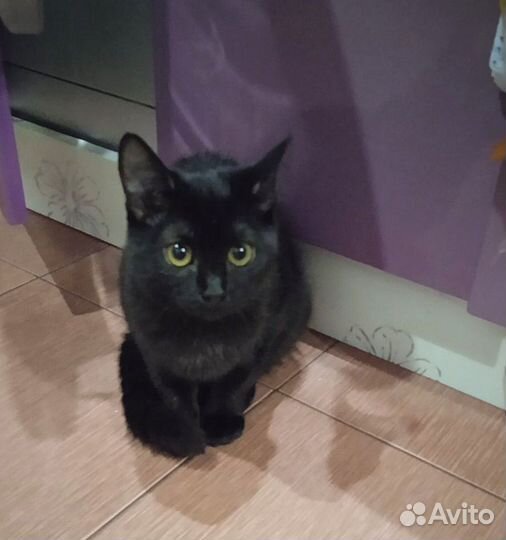 Котенок Марфуша