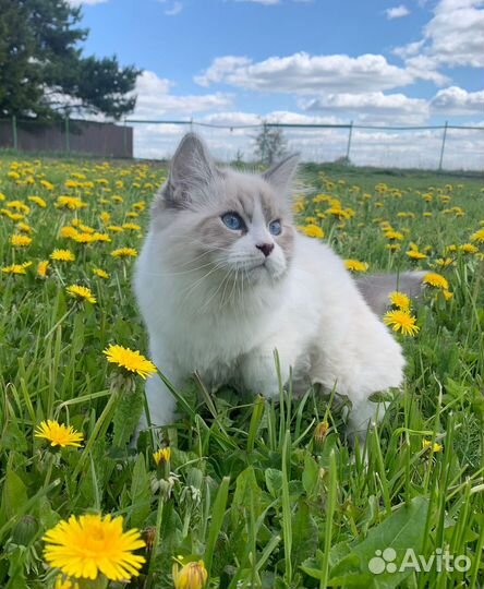 Невские Маскарадные котята, возраст 5 мес