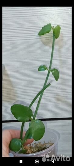 Растения для дома