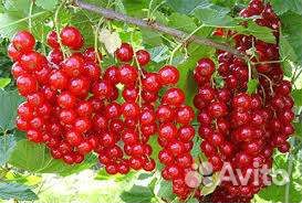 Саженцы смородины красной
