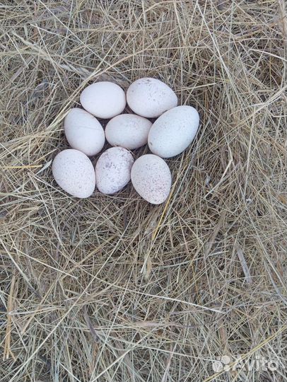 Яйцо индейки