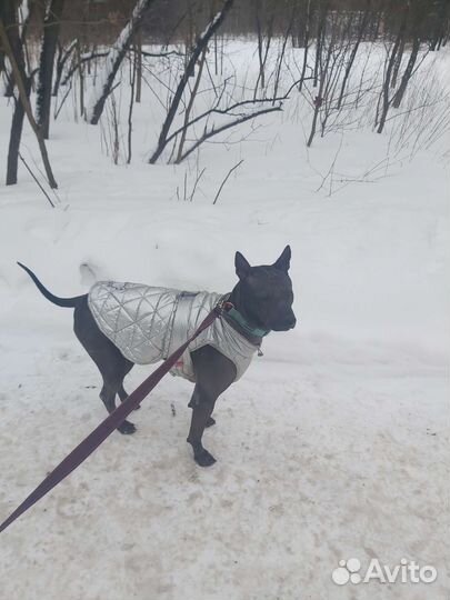 Выгул собак