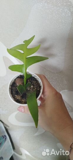 Переския,Эпифиллум Марниера (Суккуленты)