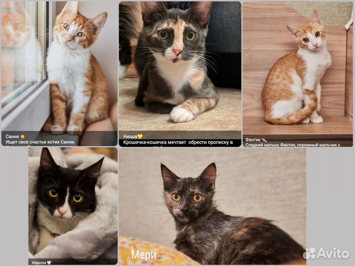 Котята разные в добрые руки