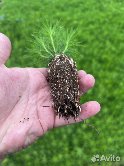 Сосна сеянцы с зкс и окс Ель Лиственница Кедр